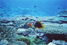 Коралловые рифы на Ириомото (Окинава)
